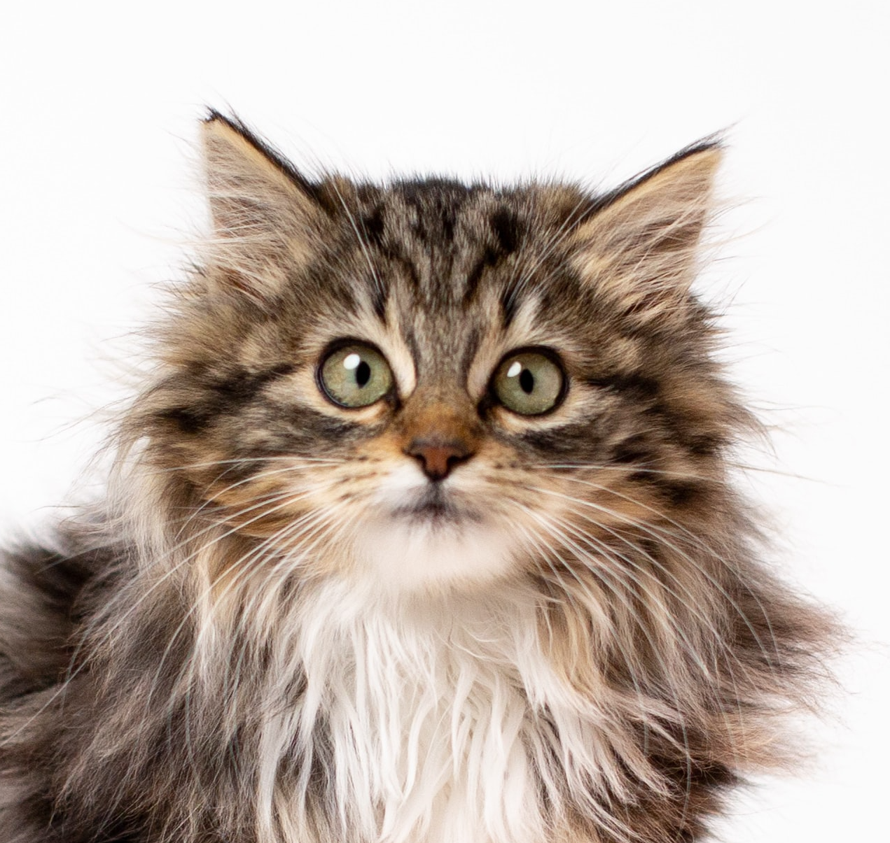 grey longhaired cat