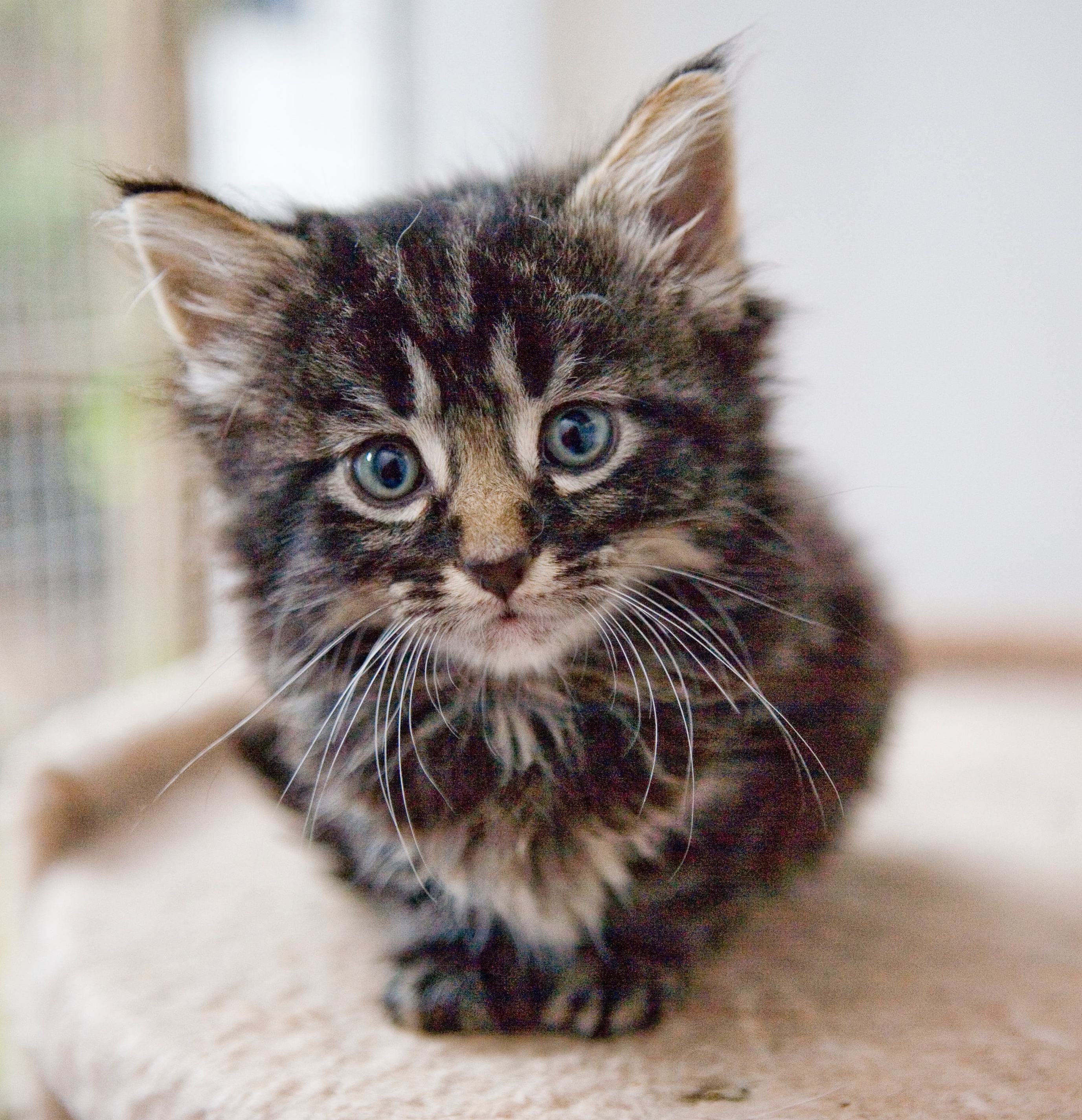 grey longhaired cat