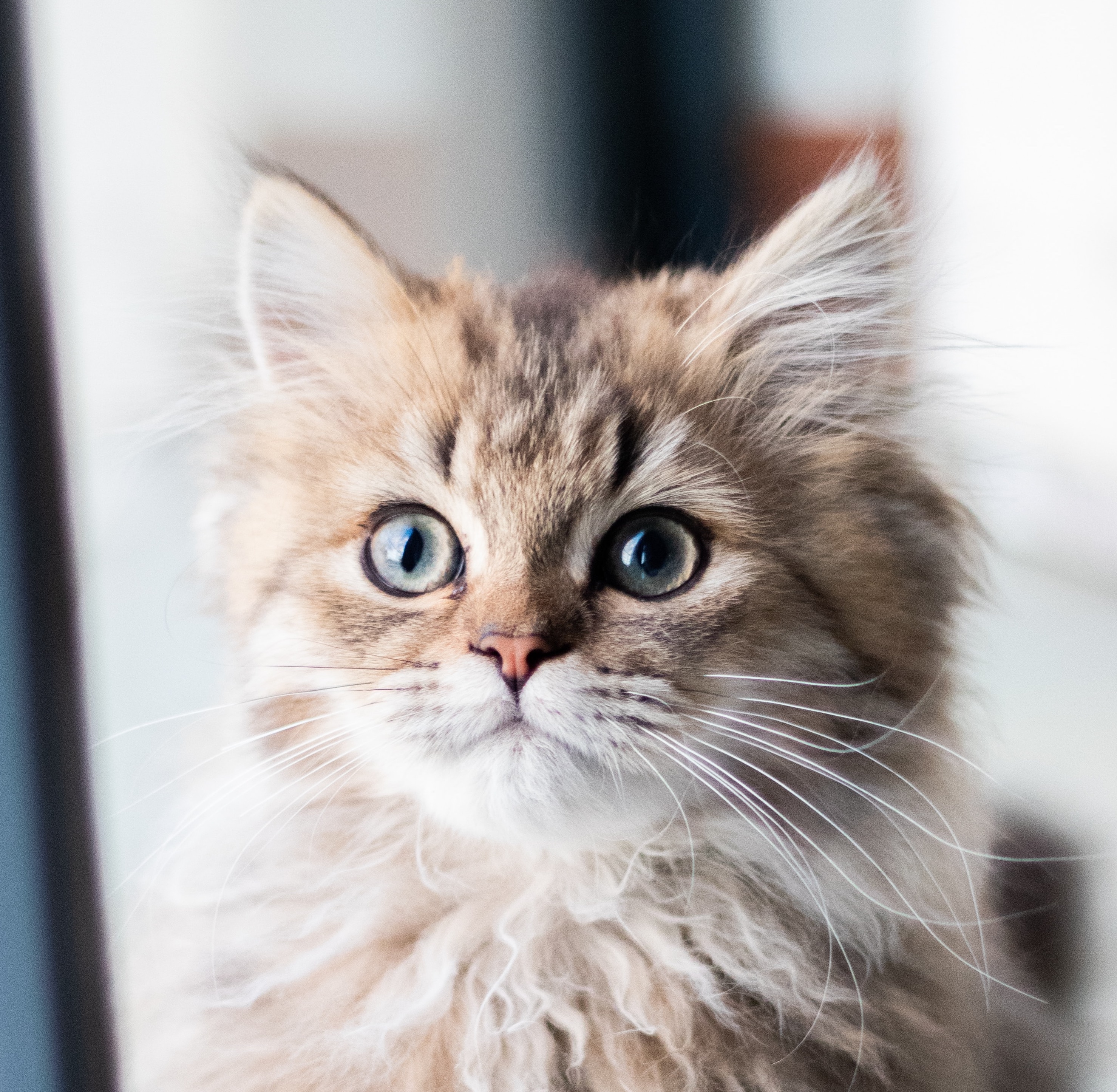 orange longhaired cat