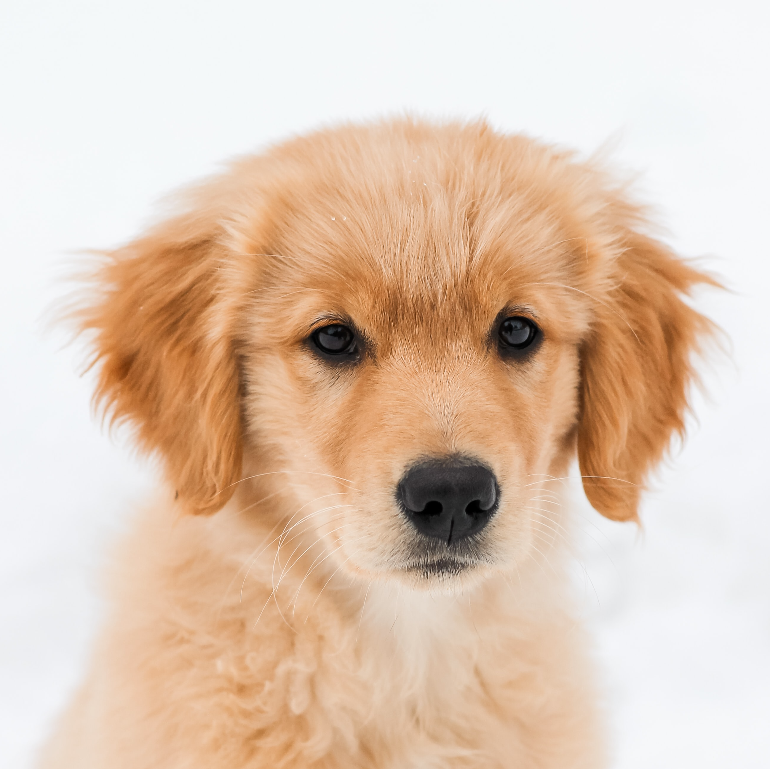 golden retreiver puppy