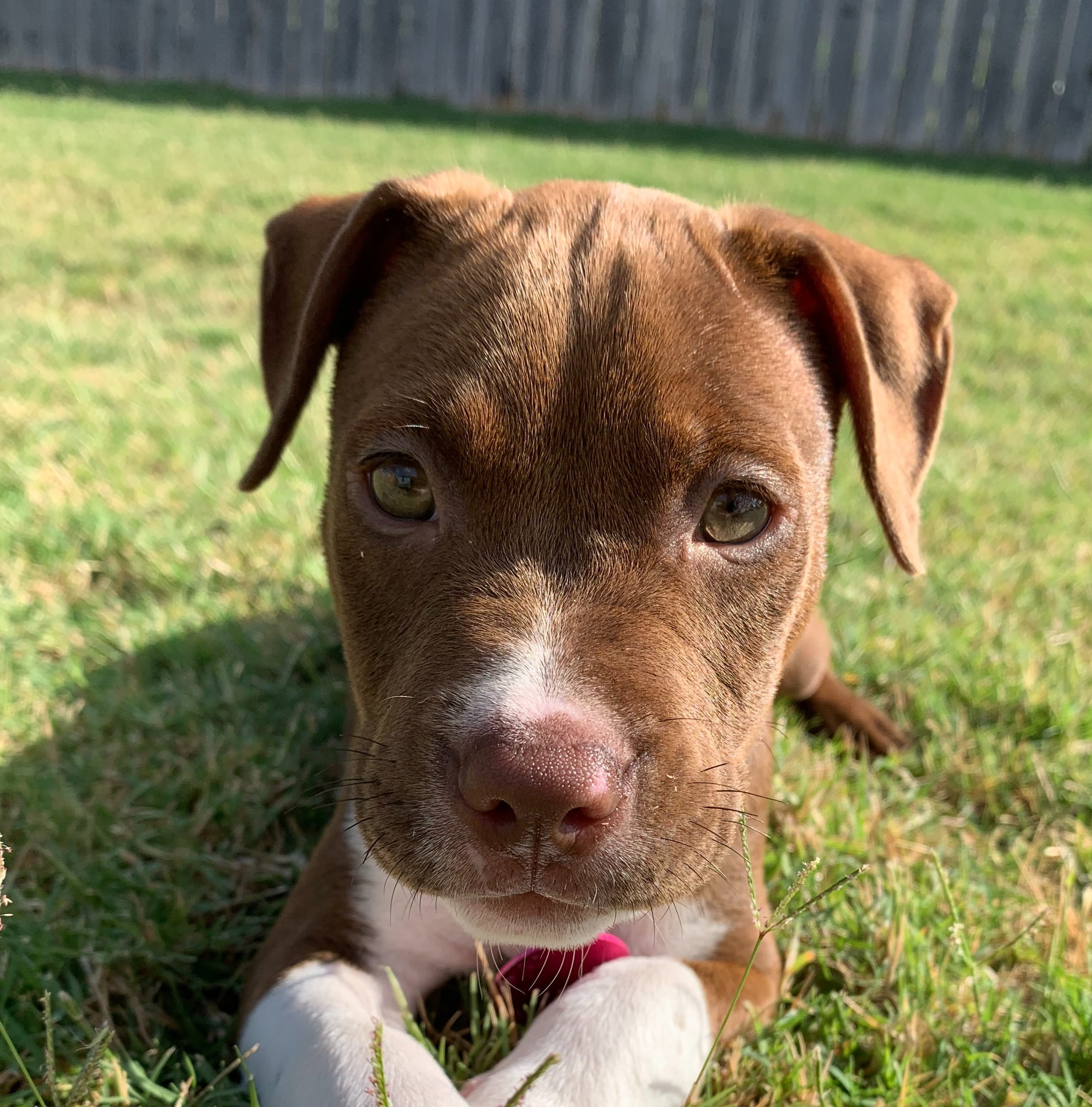 amstaff puppy