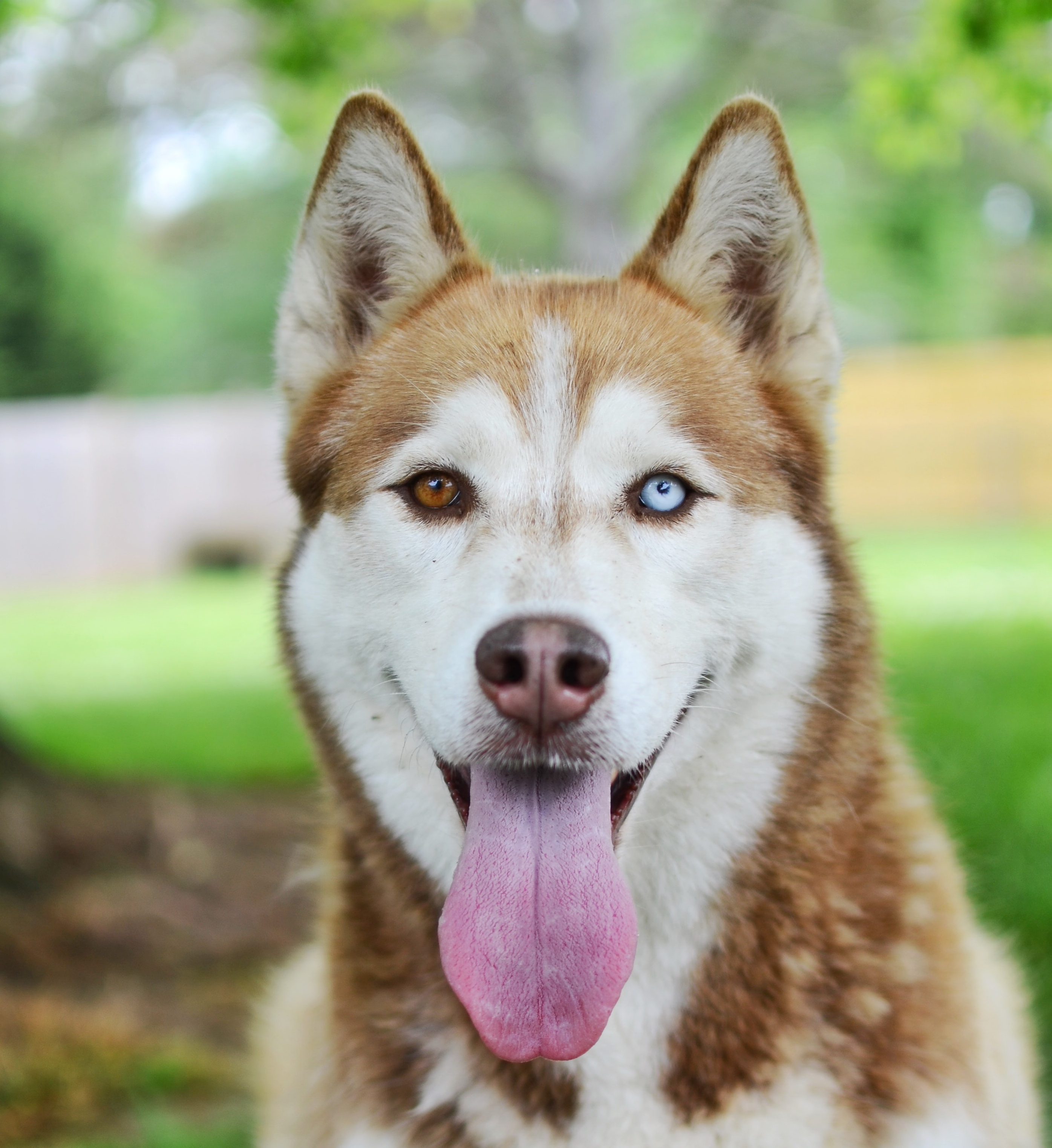 siberian huskey