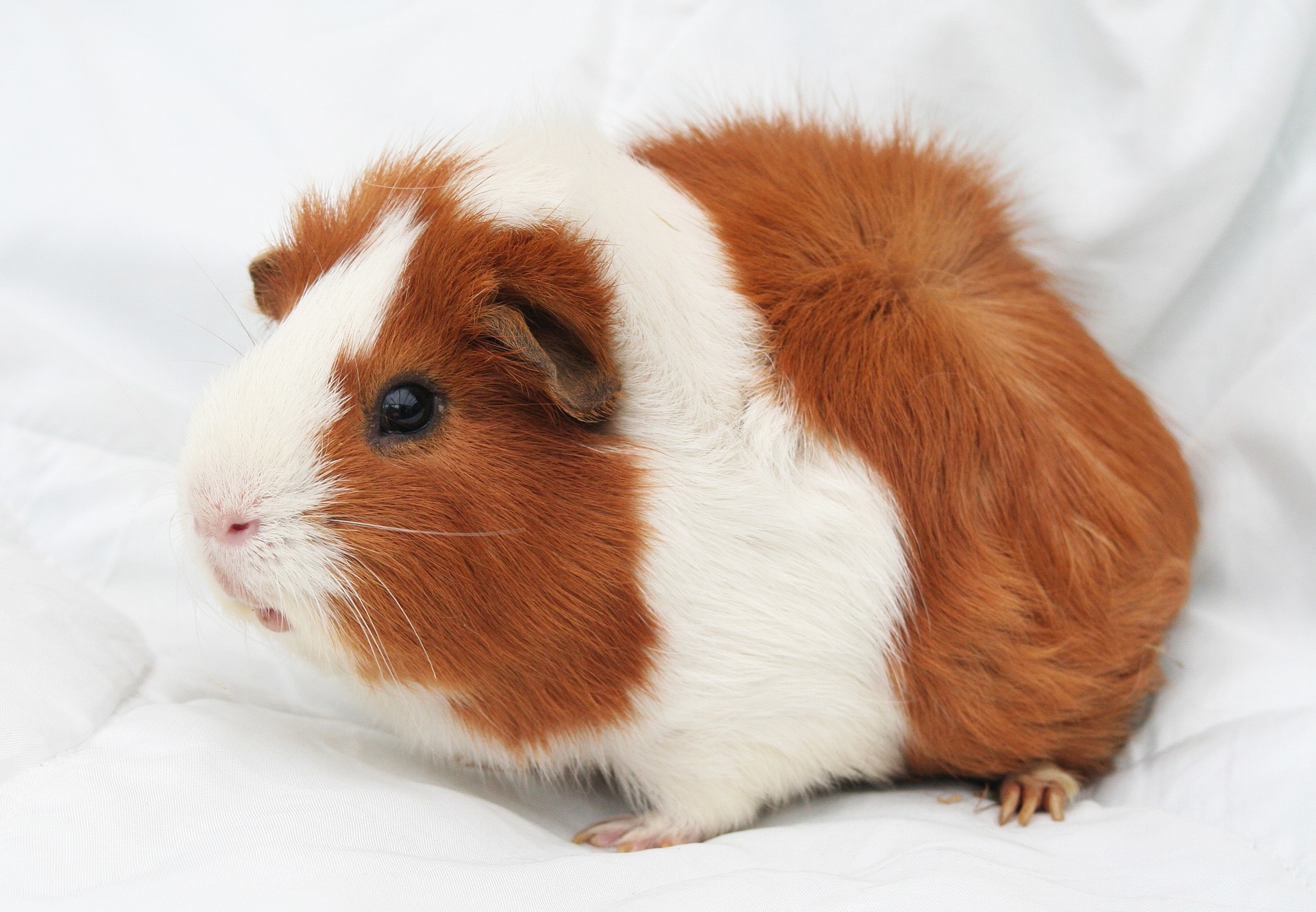 guineapig